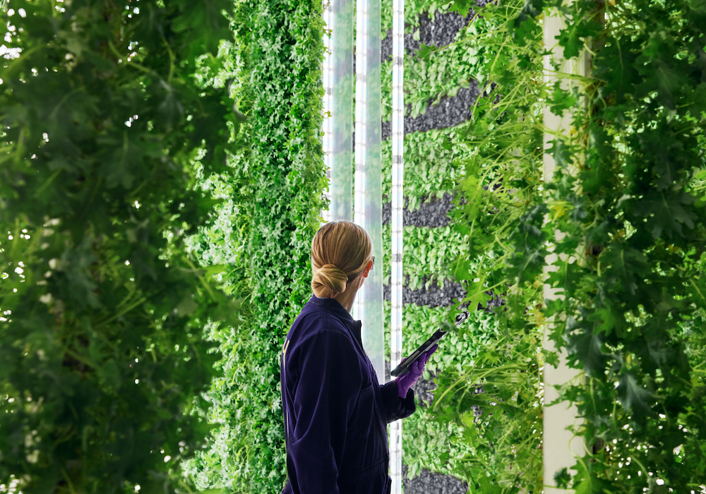 Living walls aren't just a design trend, they might provide a peak into what the future of farming might look like.