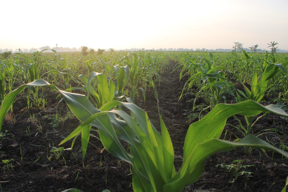 a corn field